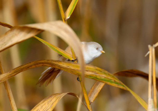 Males and females of The bearded reedling (Panurus biarmicus) are solitary and in groups perch on reed stalks in the soft morning light. Close-up and detailed photos from an unusual angle - Photo, Image