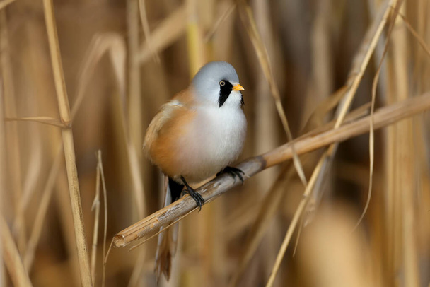 Males and females of The bearded reedling (Panurus biarmicus) are solitary and in groups perch on reed stalks in the soft morning light. Close-up and detailed photos from an unusual angle - Foto, afbeelding
