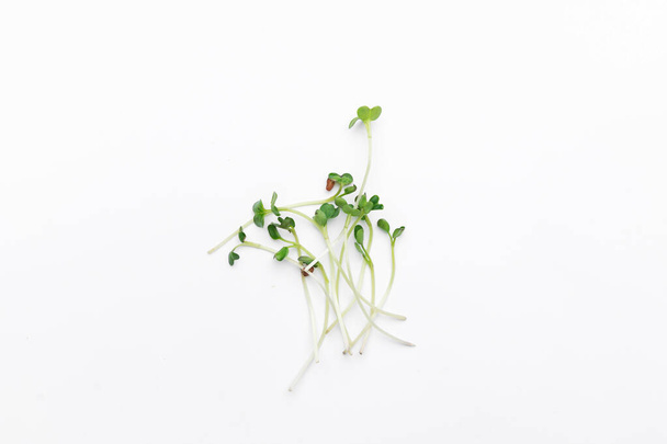 Bunch of isolated microgreen radish sprout. Healthy lifestyle, superfood - Foto, Bild