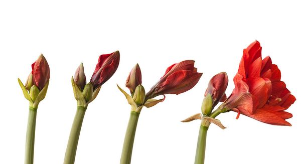 Этапы цветения красных цветов Hippeastrum (amaryllis) "Cherry Nymph" Galaxy Group на белом фоне изолированы - Фото, изображение