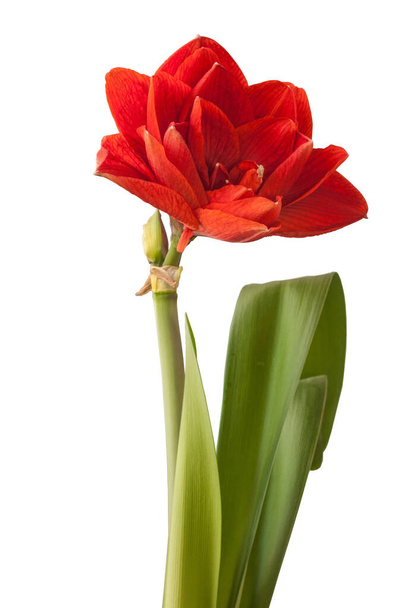 Blooming red Hippeastrum (amaryllis) "Cherry Nymph"  Large Double Group  on a white background in isolation - Photo, Image