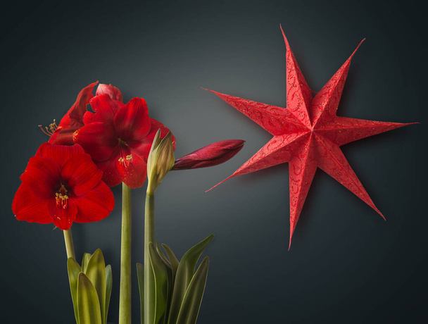Ciemnoczerwony hippeastrum (amaryllis) i papierowa latarnia błyskawiczna w formie gwiazdy, dekoracja świąteczna (produkcja masowa) na szarym tle. Kontekst banera, kalendarza, pocztówek - Zdjęcie, obraz