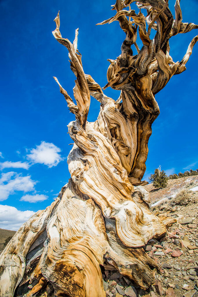 Ancient Bristlecone pine in California. - Photo, Image