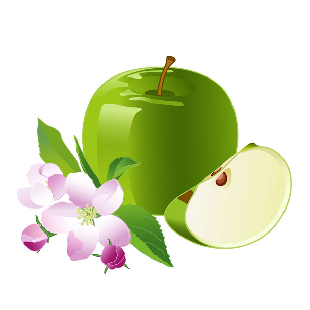 Manzana Verde, Manzana Blossom. Aislar las flores de primavera y las manzanas de frutas. Ilustración vectorial sobre fondo blanco. - Vector, Imagen
