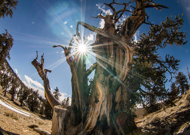 Ancient Bristlecone borovice v Kalifornii. - Fotografie, Obrázek