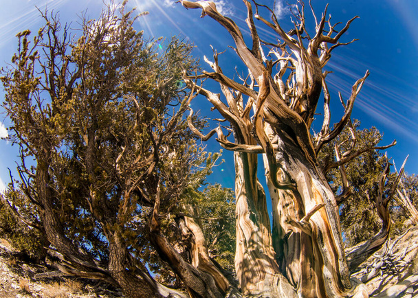 Antiguo pino Bristlecone en California. - Foto, imagen