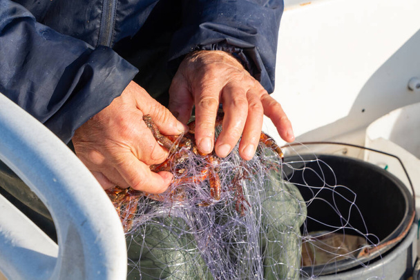 Rybak usuwający kraba pająka z sieci w łodzi - Zdjęcie, obraz