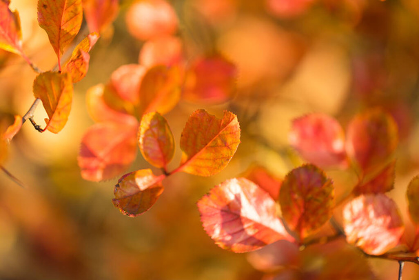 Rotorangefarbene Blätter schwingen auf Baumzweigen, die bei Sonnenuntergang von den Strahlen der goldenen Sonne erleuchtet werden. Saisonbedingter Hintergrund. - Foto, Bild