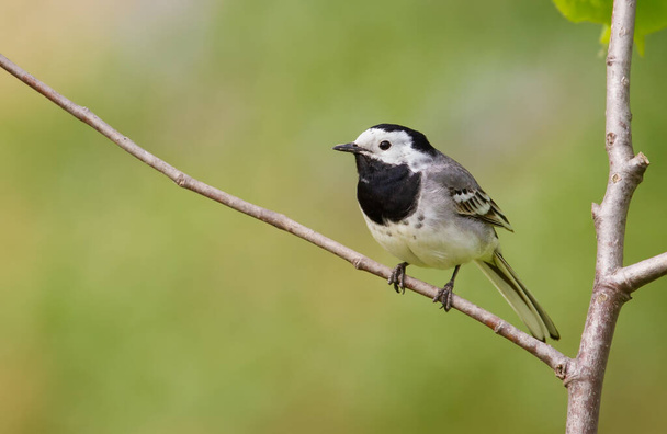 White wagtail, Motacilla alba. The bird sits on a thin branch - Photo, Image