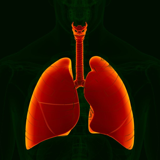 3D ilustrace Anatomie lidského dýchacího systému (plíce) pro lékařskou koncepci - Fotografie, Obrázek