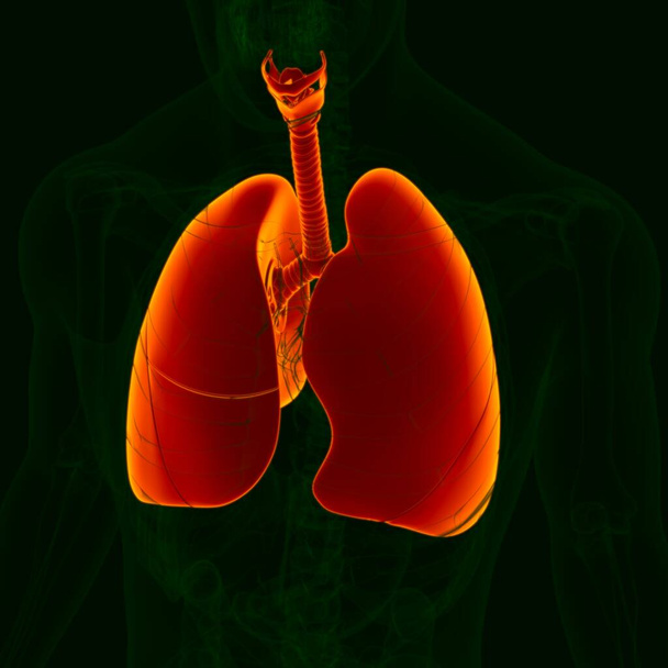 Ilustración 3D Anatomía del sistema respiratorio humano (pulmones) para el concepto médico - Foto, Imagen
