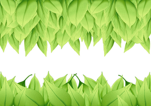 de nombreuses feuilles vertes fraîches sur fond blanc - Photo, image