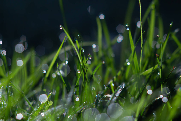 太陽の光で輝く緑の草の上の露の滝｜自然界の抽象的な詳細 - 写真・画像