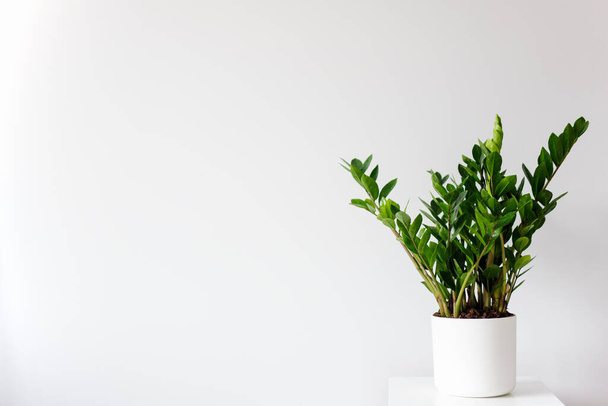 houseplant zamioculcas zamiifolia in pot over white background with copy space - Fotó, kép