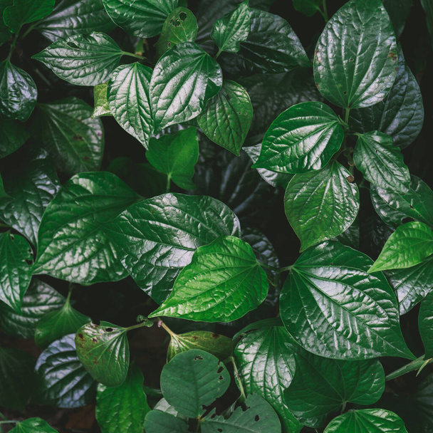 зелене листя тропічних рослин в саду
 - Фото, зображення