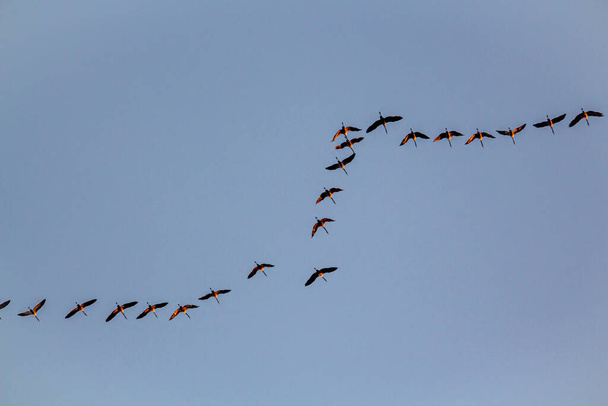 A vándormadarak képződése a kék égen ősszel délre repül, a természet madarai vadon élő állatok - Fotó, kép