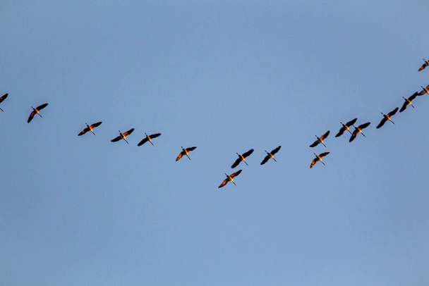 Μεταναστευτικά πουλιά σχηματίζονται στο γαλάζιο ουρανό πετούν νότια το φθινόπωρο, Φύση Πουλιά άγρια ζωή - Φωτογραφία, εικόνα