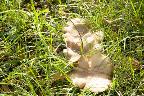 Closeup of a wild Clouded agaric mushroom in meadow with grass - Photo, Image
