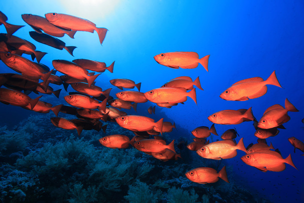 Shoal of red bigeye perches - Photo, Image