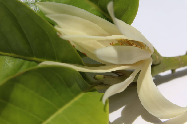 Champaca Magnolia Blanca están floreciendo - Foto, Imagen