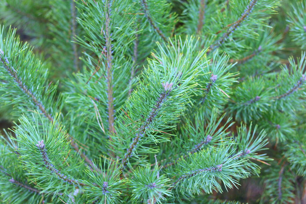 Rama de pino con agujas de pino afiladas en el fondo de otras ramas de pino como fondo de Navidad para la tarjeta de Año Nuevo con ilusión de olor a pino
 - Foto, Imagen