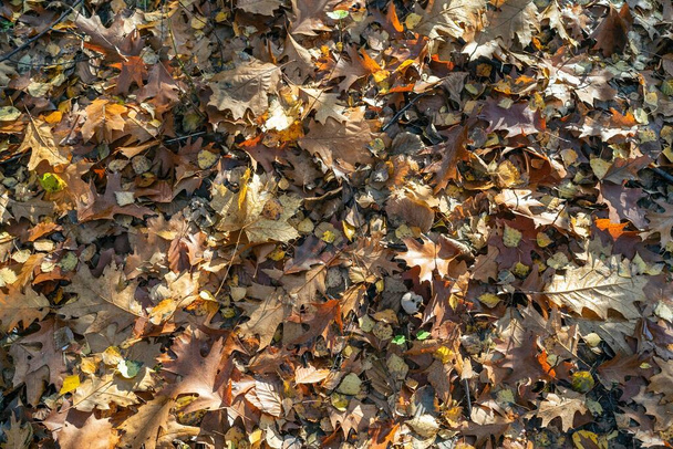 Sonbaharda kayın ormanı, sonbahar mevsimi. Kahverengi yapraklar yerde. Ağaçlardan gelen güneş ışınları. Polonya, Silezya 'daki mistik orman. - Fotoğraf, Görsel