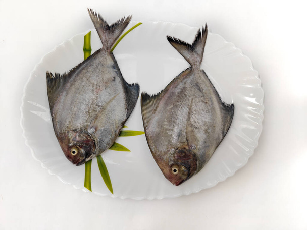 Closeup άποψη του μαύρου Pomfret ψάρια διακοσμημένα με λαχανικά και βότανα σε λευκό πιάτο, Λευκό φόντο. - Φωτογραφία, εικόνα