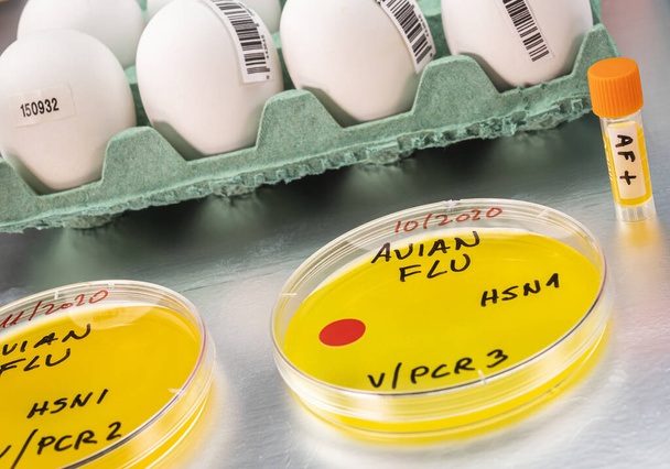 análisis de la gripe aviar en humanos, imagen conceptual - Foto, imagen