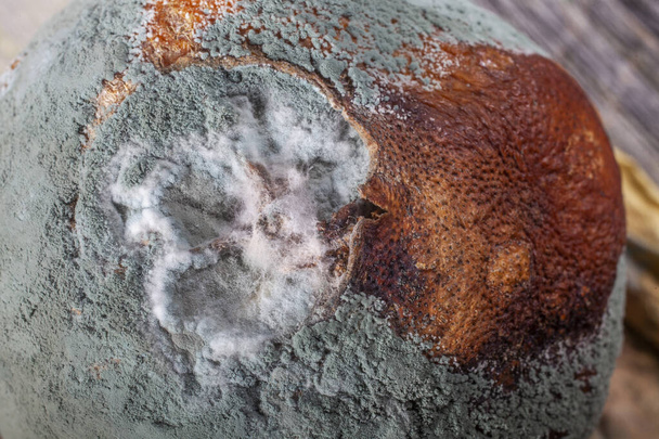 Very Close  Macro Photo of  grey Mould  on Decayed Orange Skin - Photo, Image
