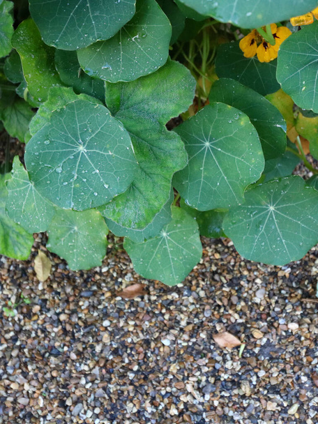 Portrait image of nasturtium foliage with copy space in gravel below - Photo, Image