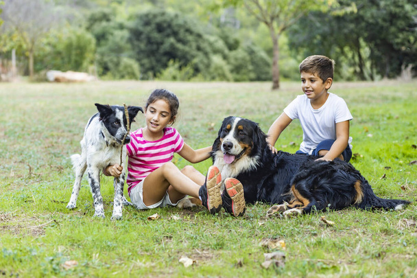 Duas crianças brincando com cães em um campo - Foto, Imagem