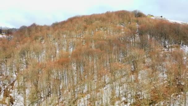 Beechwood forest and mountain hillside in winter. Aerial view. Navarre, Spain, Europe. 4K. - Footage, Video