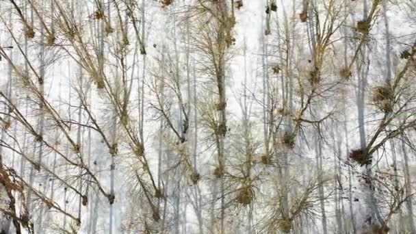 Floresta de Beechwood e encosta de montanha no inverno. Vista aérea. Navarra, Espanha, Europa. 4K. - Filmagem, Vídeo