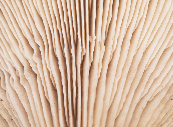 As brânquias dos cogumelos são uma parte da anatomia desses fungos onde os esporos estão alojados, uma aproximação a estas belas estruturas pastel rosa-marrom flash iluminação - Foto, Imagem