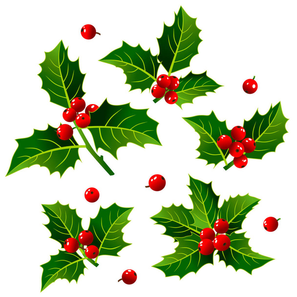 Conjunto de imagen vectorial de acebo de Navidad con bayas rojas. - Vector, Imagen