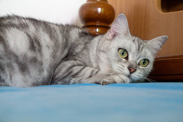 Aranyos szürke macska feküdt az ágyban.Hangulatos otthoni háttér, reggeli lefekvés ideje. - Fotó, kép