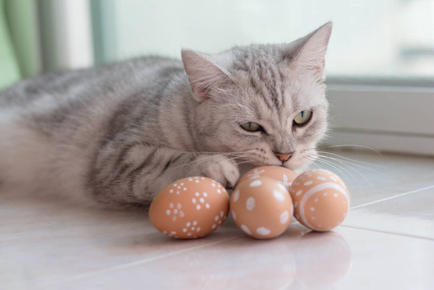 Cat with Easter eggs.funny and happy. - Foto, Imagem