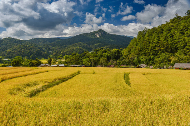 Κίτρινες χρυσές βεράντες ρυζιού πεδίο σε mouantain θέα με μπλε ουρανό και σύννεφα. - Φωτογραφία, εικόνα