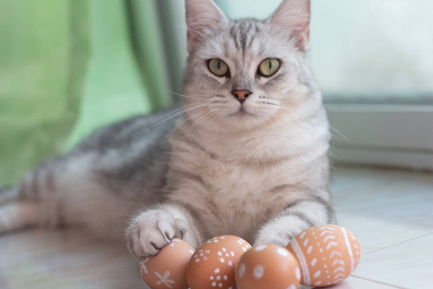 Cat with Easter eggs. - Foto, Imagem