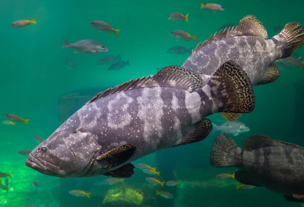 mero gigante o pez mero manchado marrón nadando bajo el agua verde del mar con iluminación solar. - Foto, imagen