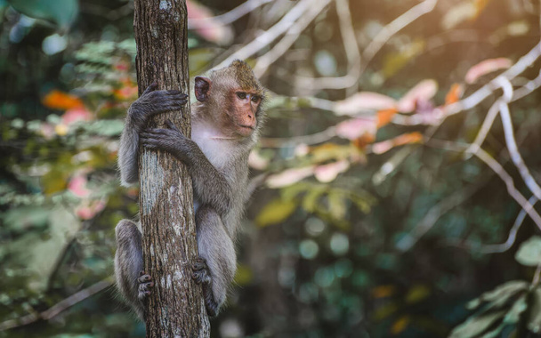 Ázsiai makákó majom vágyódik és néz az ág az erdőben. - Fotó, kép