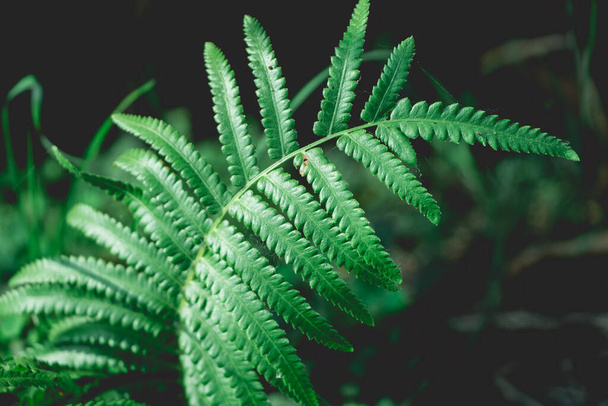 fern on green background - Fotoğraf, Görsel