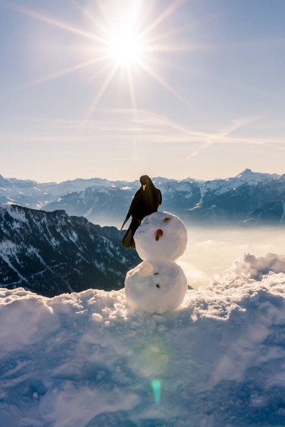 Snowman in Christmas day. Crow standing on the head of snow man in winter. Yellow-billed Chough. Alpine Chough. Pyrrhocorax graculus. Rochers De Naye, Switzerland. Beauty in nature. - Photo, Image