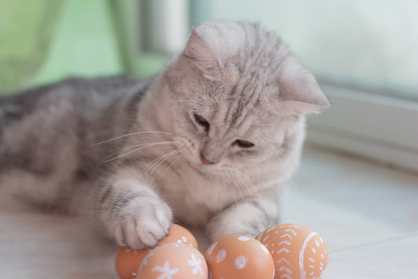 Chat aux œufs de Pâques. chat drôle - Photo, image