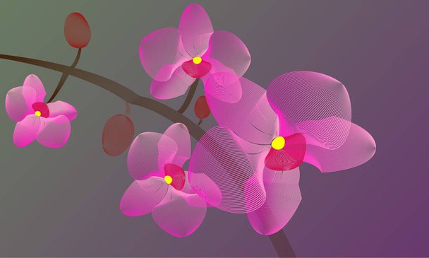  Цветы розовых фиолетовых орхидей. Линогравюра. Векторная иллюстрация на зеленом фиолетовом фоне.  - Вектор,изображение