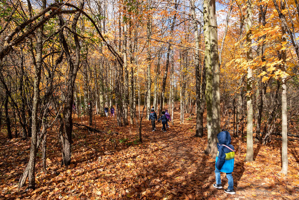 Kindergarten on a walk in the autumn grove - Foto, imagen