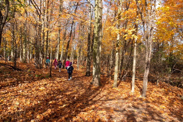 Excursion for children in the autumn forest - Valokuva, kuva
