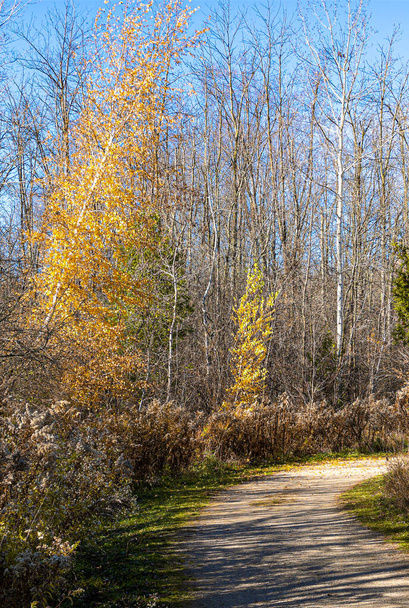 A szél megrázza a fákat, letépi a sárga leveleket az utolsó meleg őszi napokon. - Fotó, kép