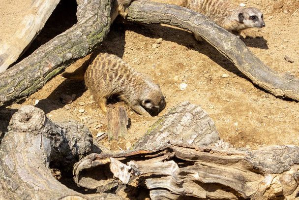 Imagem de um meerkat cavando uma nova passagem, latin Suricata suricatta - Foto, Imagem