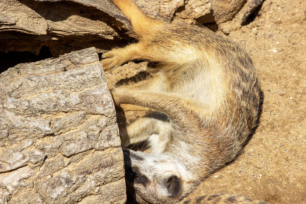 Photo of a young meerkat lying on its side scratching a tree - Photo, Image